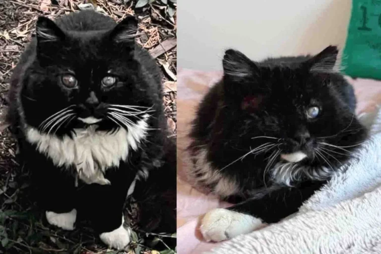 They Found Blind Cat Wandering the Streets, Determined to Save Him, Now He’s Living Like a King