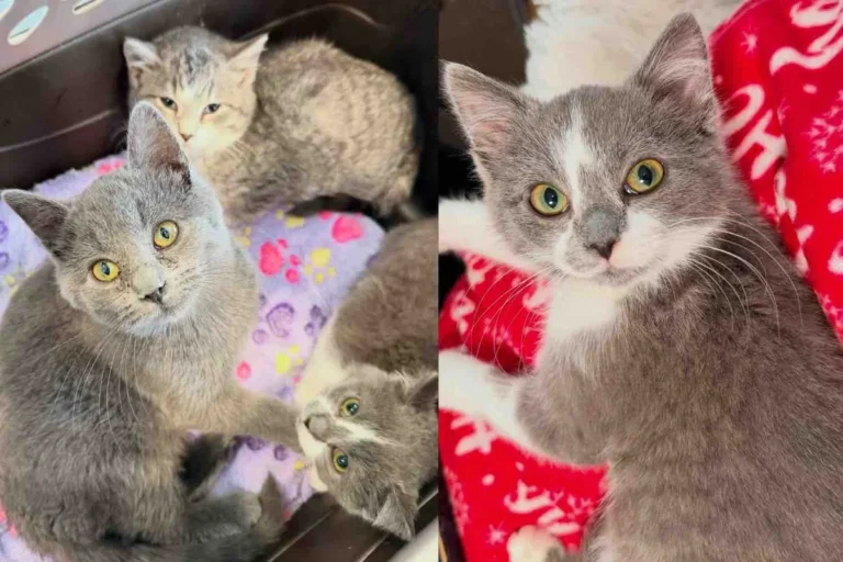 Kitten Learns to Trust with Encouragement from Her Cat Siblings, Now She Has Happiest Ending She Hoped for