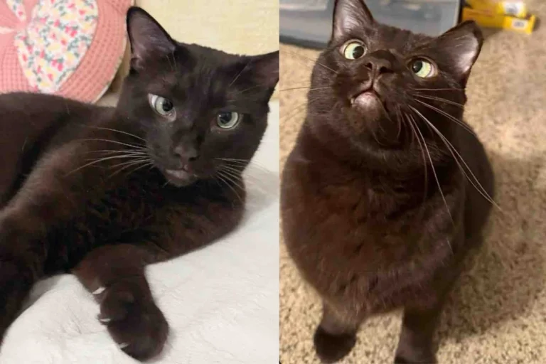 Cat Waited Longer Than Anyone Else, Finally His Dream Came True, and He Couldn’t Be Happier